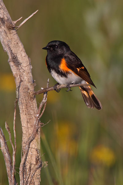 American Redstart © Russ Chantler